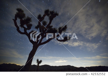 Joshua tree and the starry sky Joshua tree and the starry sky 42532552