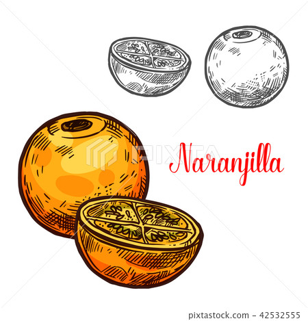 Naranjilla vector sketch exotic fruit Naranjilla vector sketch exotic fruit 42532555