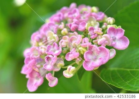 漂亮的Uzuyoshi 42533186