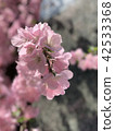 櫻桃樹 42533368