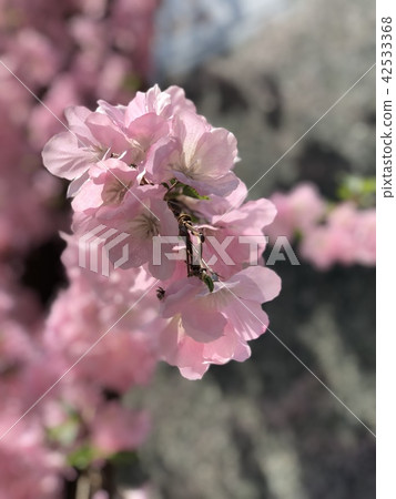櫻桃樹 櫻桃樹 42533368