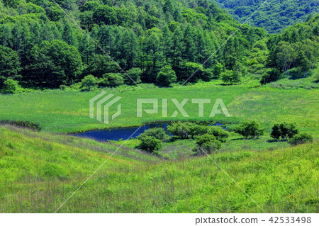 Walnut of a landing moor pond 42533498