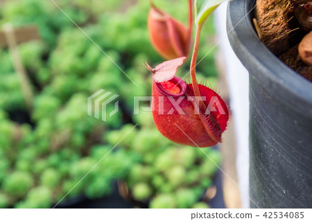 tropical pitcher plant with many flower cups 42534085