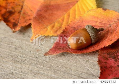 Acorn fallen leaves Acorn fallen leaves 42534118