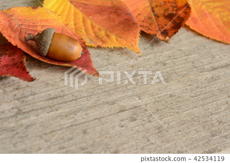 Acorn fallen leaves Acorn fallen leaves 42534119