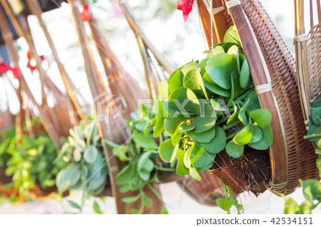 Ornamental plants on potted bamboo 42534151