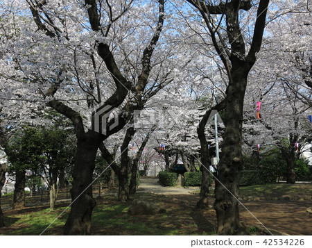 櫻花盛開的春天的Asukiyama公園 42534226