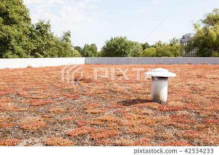 ecological green flat roof 42534233