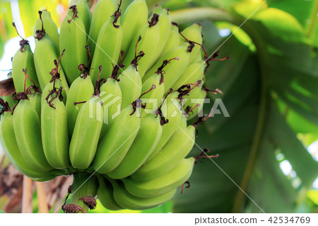 Banana on tree with texture background. Banana on tree with texture background. 42534769