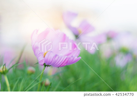 Beautiful of cosmos in winter. Beautiful of cosmos in winter. 42534770