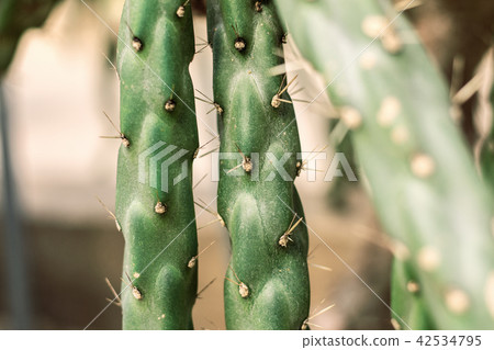Cactus of spike at a daytime. 42534795
