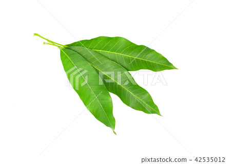 Mango leaf isolated on a white background. Mango leaf isolated on a white background. 42535012