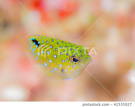 Ruri Hoshidari蜘蛛魚 42535027