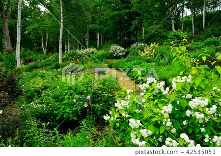 The snowfall forest garden The snowfall forest garden 42535051