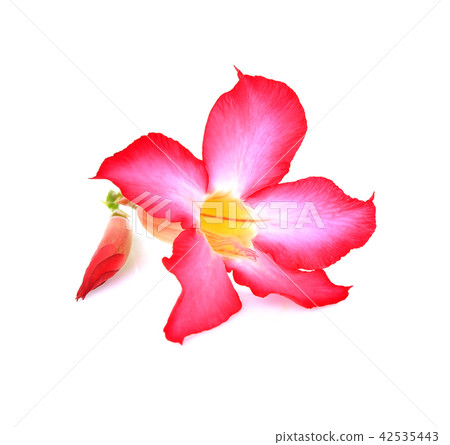 Azalea flowers fresh on white background 42535443