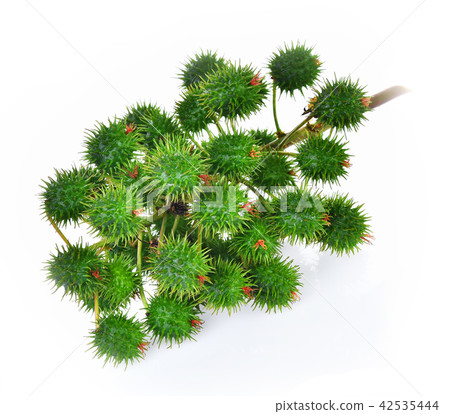 Castor fresh on white background Castor fresh on white background 42535444