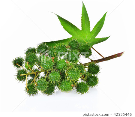 Castor leaf fresh on white background 42535446