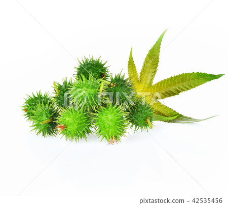 Castor leaf fresh on white background 42535456