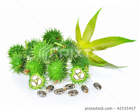 Castor leaf fresh on white background 42535457