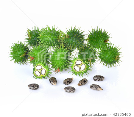 Castor fresh on white background 42535460