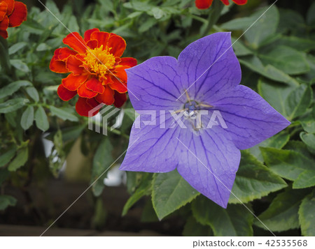 Flower & senior Flower & senior 42535568