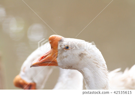 White Domestic Geese White Domestic Geese 42535615