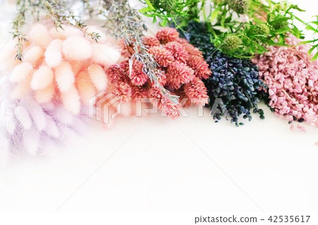 乾花 乾花 42535617