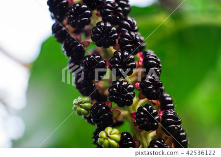 American pokeweed (Phytolacca americana) American pokeweed (Phytolacca americana) 42536122
