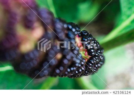 American pokeweed (Phytolacca americana) 42536124