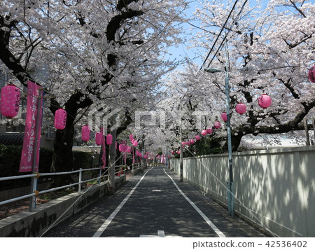 在Toshima Ward的Saikuji寺廟前面的櫻花大道 42536402