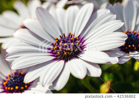 clump of hardy African daisy, Osteospermum plants 42536802