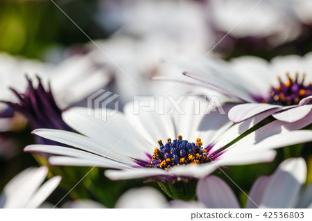 clump of hardy African daisy, Osteospermum plants clump of hardy African daisy, Osteospermum plants 42536803
