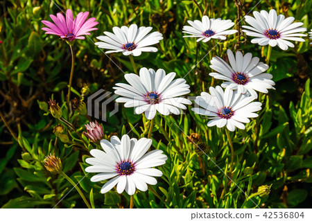 clump of hardy African daisy, Osteospermum plants clump of hardy African daisy, Osteospermum plants 42536804