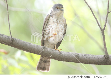 Tsumi's male 42537060