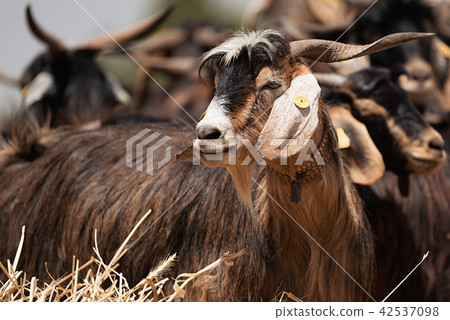Goats eating on a pasture Goats eating on a pasture 42537098