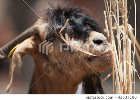 The goat eating hay in a stall on a farm The goat eating hay in a stall on a farm 42537100