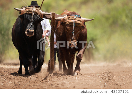 Farmer and son and buffalo plowing farmer field 42537101