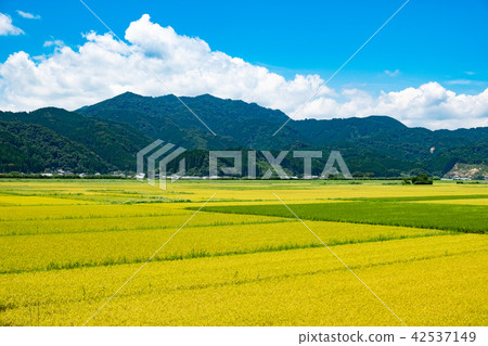 This year 's rice is a good harvest The hometown of the hometown near the reaping 42537149