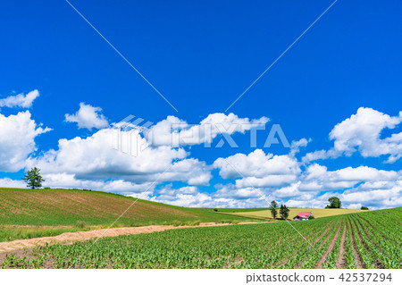 "Hokkaido" summer Biei · red roof house and countryside scenery "Hokkaido" summer Biei · red roof house and countryside scenery 42537294