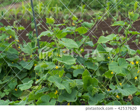 Cucumber field 42537620