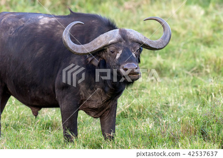 Wild African buffalo bull 42537637