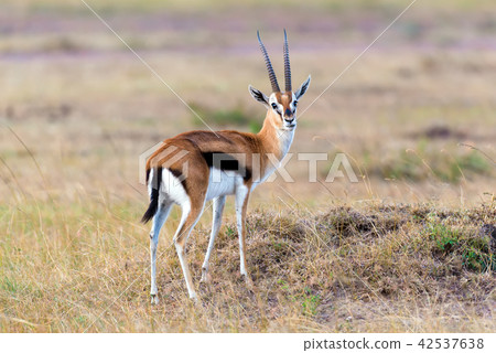 Thomson's gazelle on savanna Thomson's gazelle on savanna 42537638