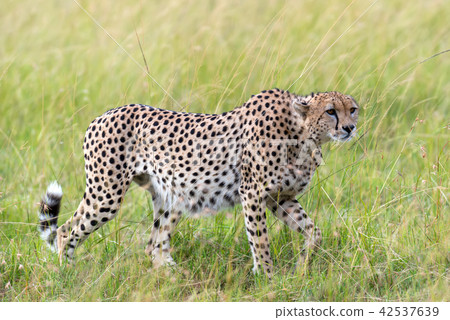 Wild african cheetah Wild african cheetah 42537639