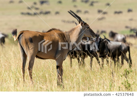 Greater kudu (Tragelaphus strepsiceros) 42537648