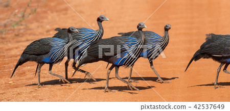 Acryllium vulturinum (Vulturine Guineafowl) 42537649