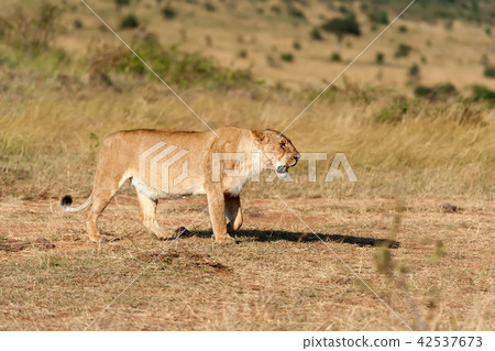 Lion in National park of Kenya Lion in National park of Kenya 42537673