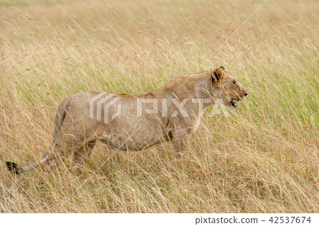 Lion in National park of Kenya Lion in National park of Kenya 42537674