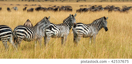 Zebra on grassland in Africa Zebra on grassland in Africa 42537675