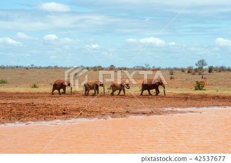 Elephant in water. National park of Kenya 42537677