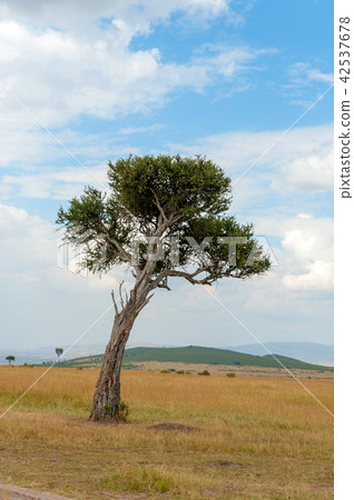 Landscape with nobody tree in Africa Landscape with nobody tree in Africa 42537678